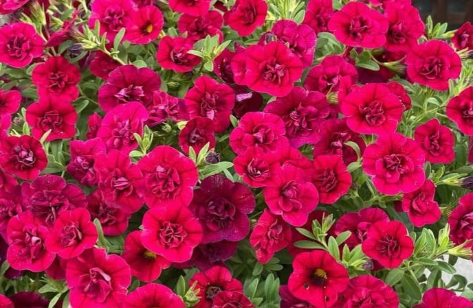 Calibrachoa ( Superbells ) Viola 15 Pellets
