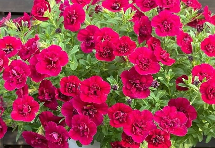 Calibrachoa ( Superbells ) Viola 15 Pellets