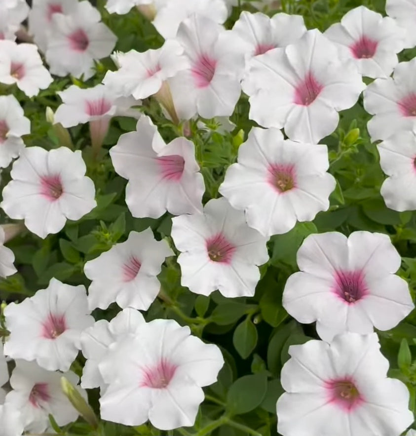 Calibrachoa ( Superbells ) Ella 15 Pellets
