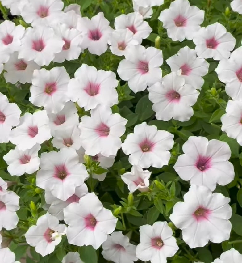 Calibrachoa ( Superbells ) Ella 15 Pellets