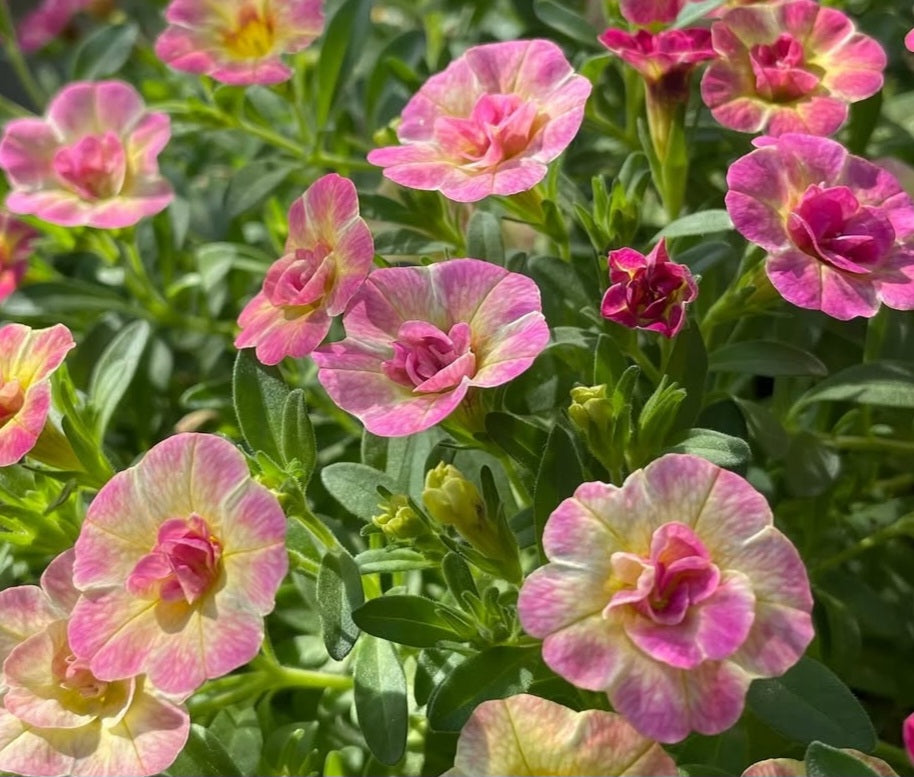Calibrachoa ( Superbells ) Courtney 15 Pellets