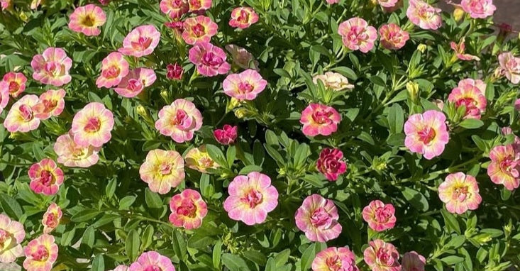 Calibrachoa ( Superbells ) Courtney 15 Pellets