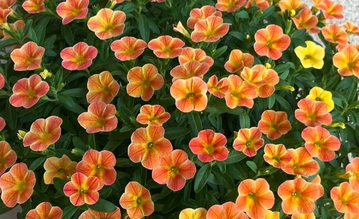 Calibrachoa ( Superbells ) Ramona 15 Pellets