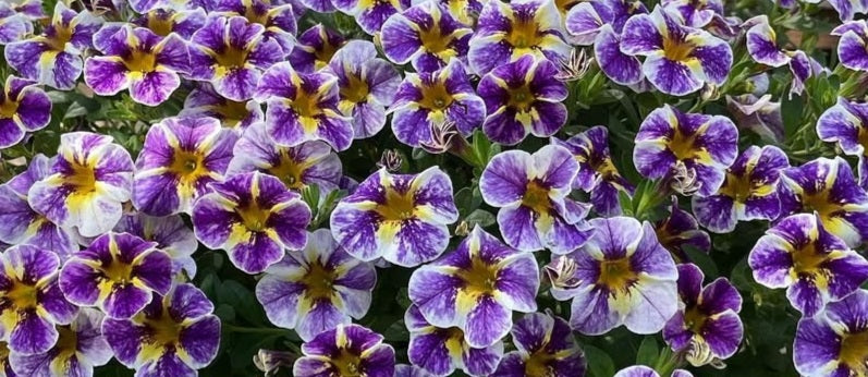 Calibrachoa ( Superbells ) Terry 15 Pellets