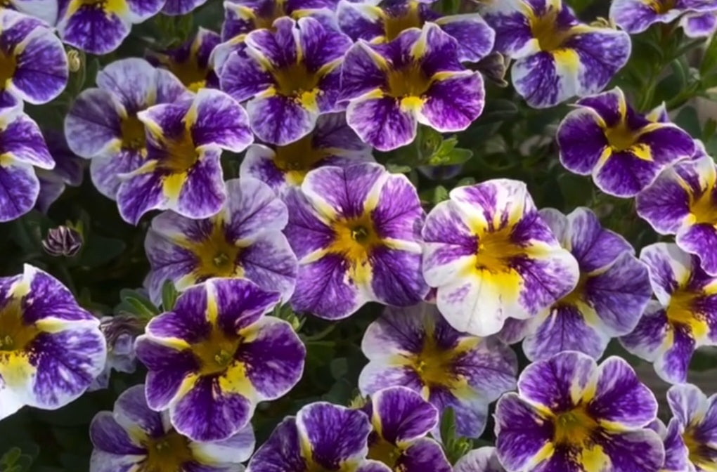Calibrachoa ( Superbells ) Terry 15 Pellets
