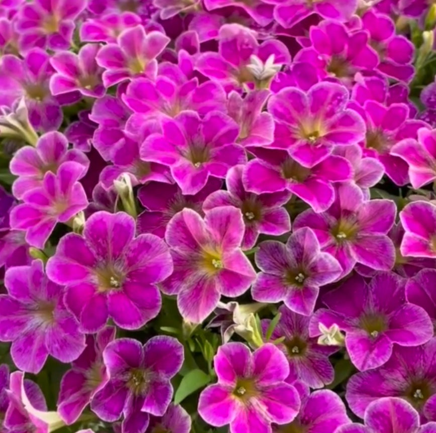 Calibrachoa ( Superbells ) Sherri 15 Pellets
