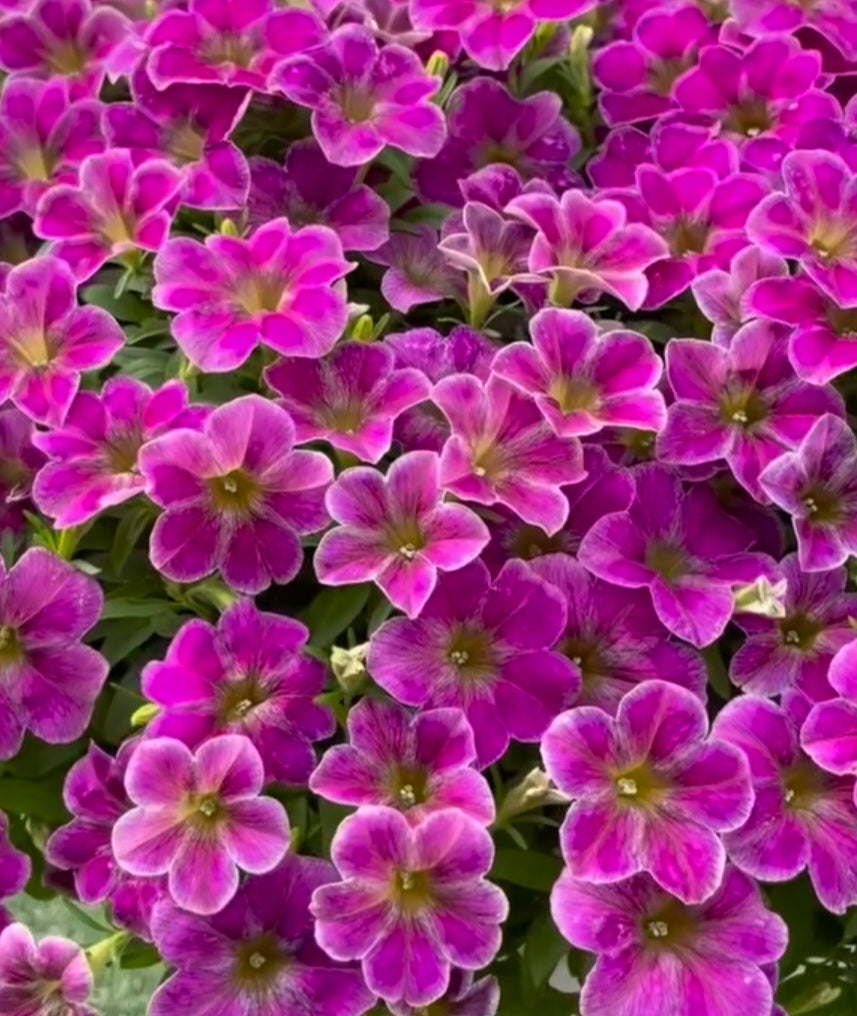 Calibrachoa ( Superbells ) Sherri 15 Pellets