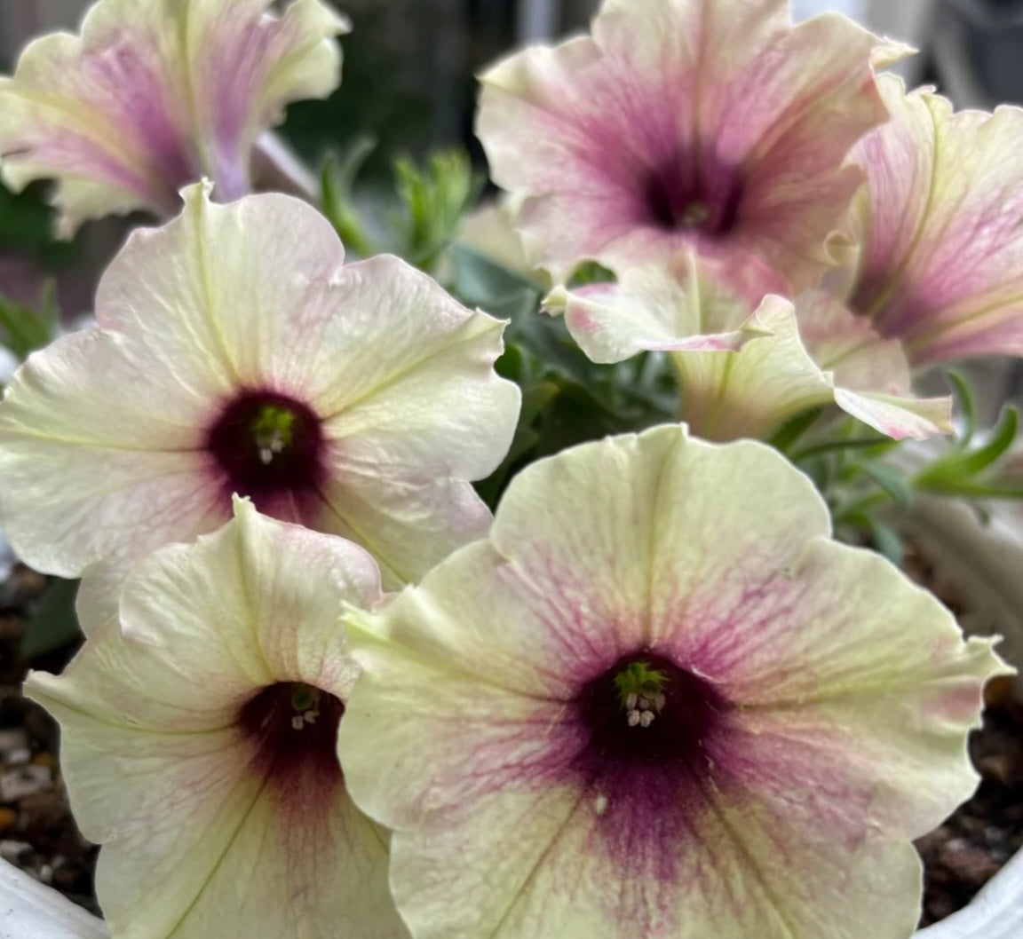 Petunia Rose Town 200 Seeds