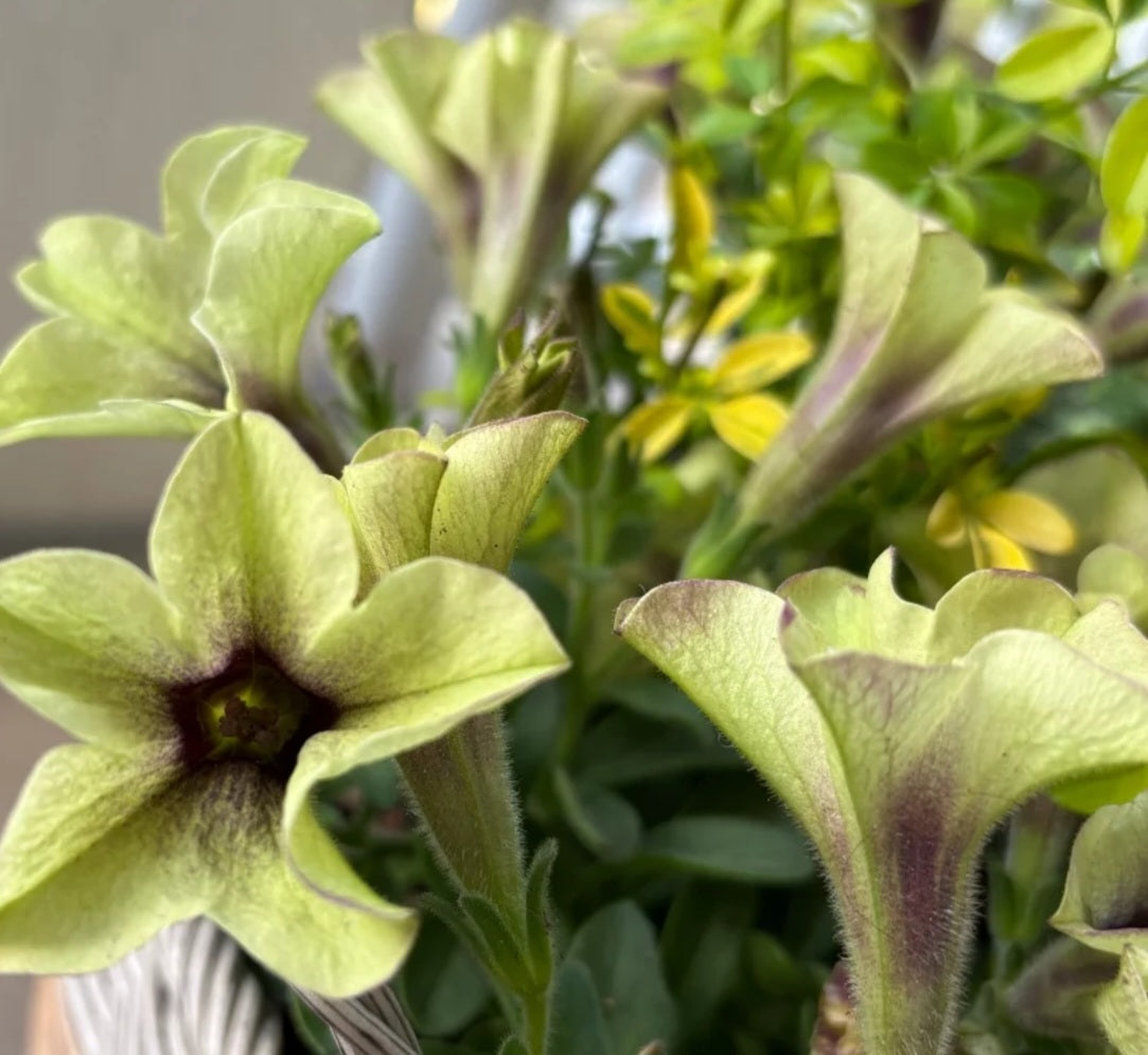 Petunia Miss America 200 Seeds