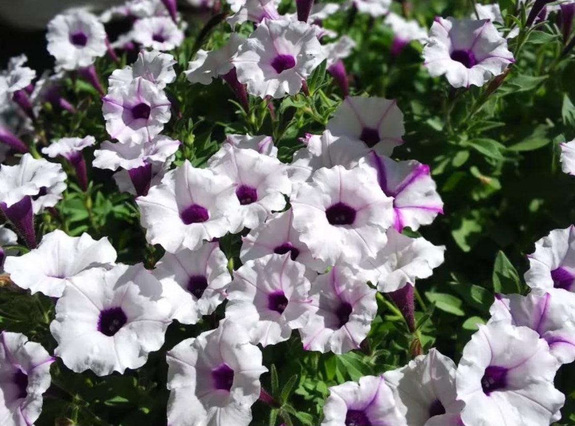 Petunia Vision Leo 200 Seeds