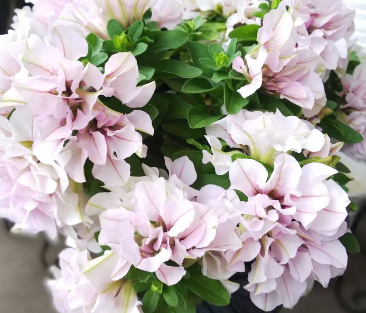 Petunia Nancy Nora 200 Seeds