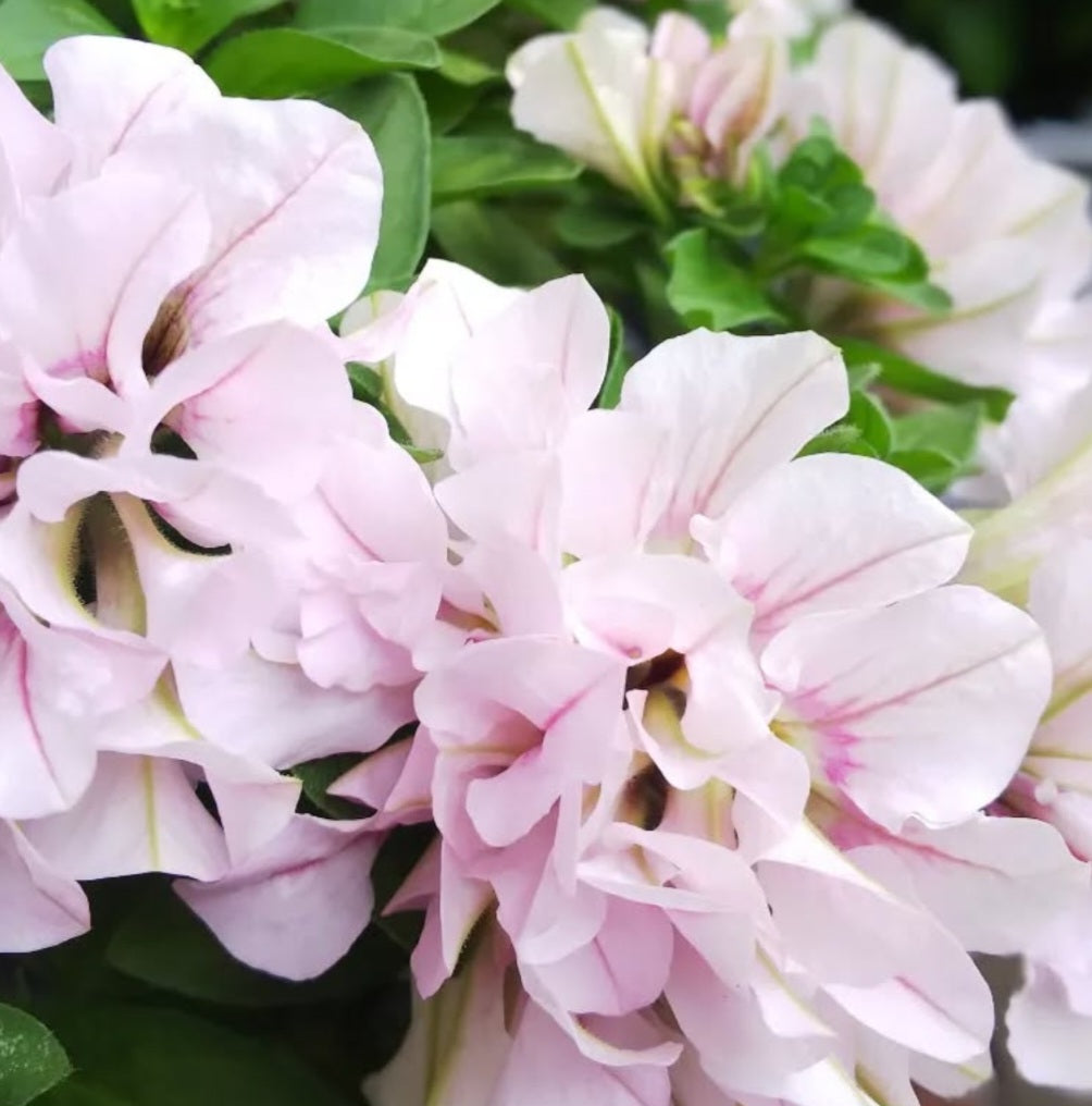 Petunia Nancy Nora 200 Seeds