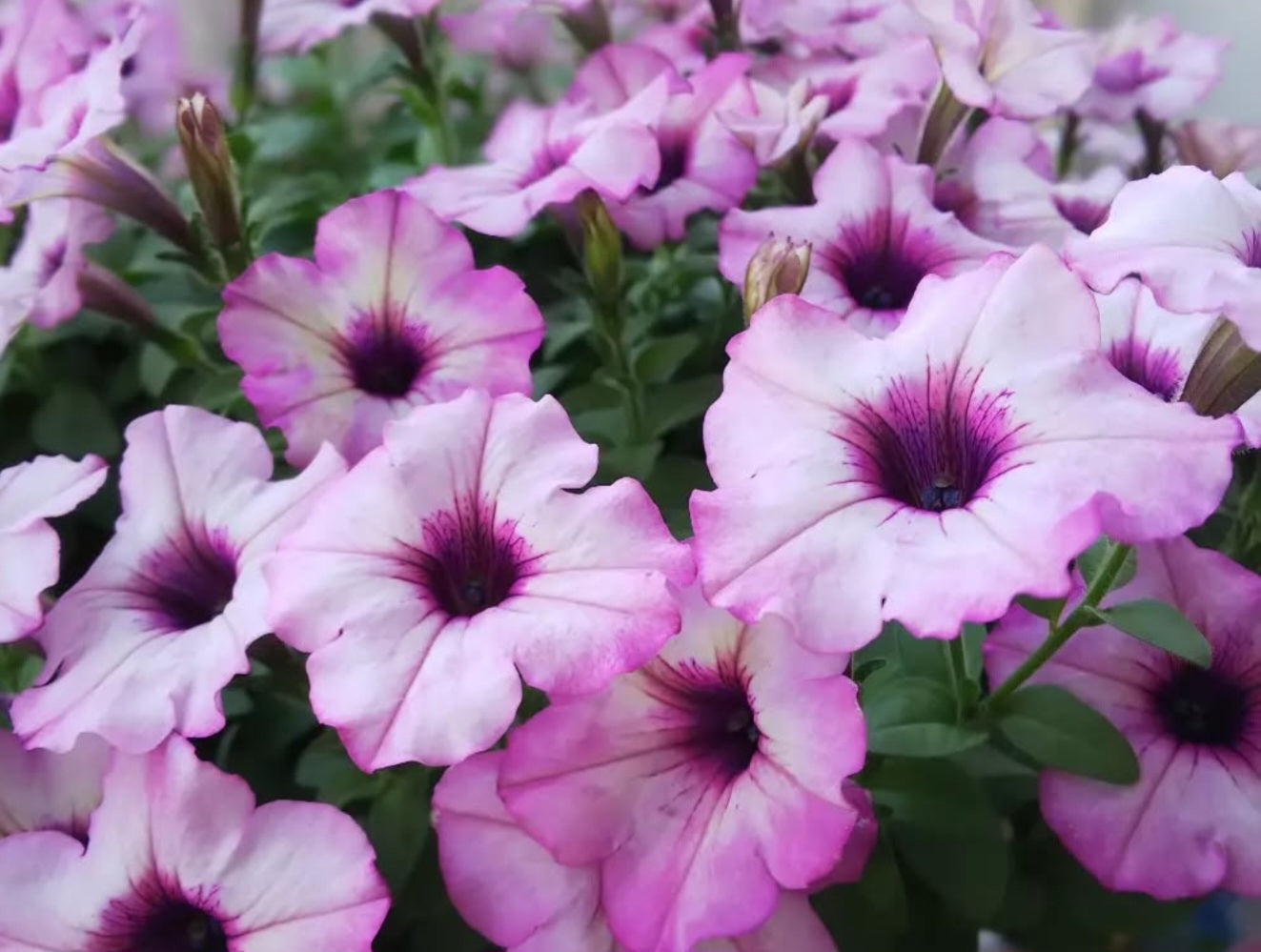 Petunia Roselily Shamira 200 Seeds