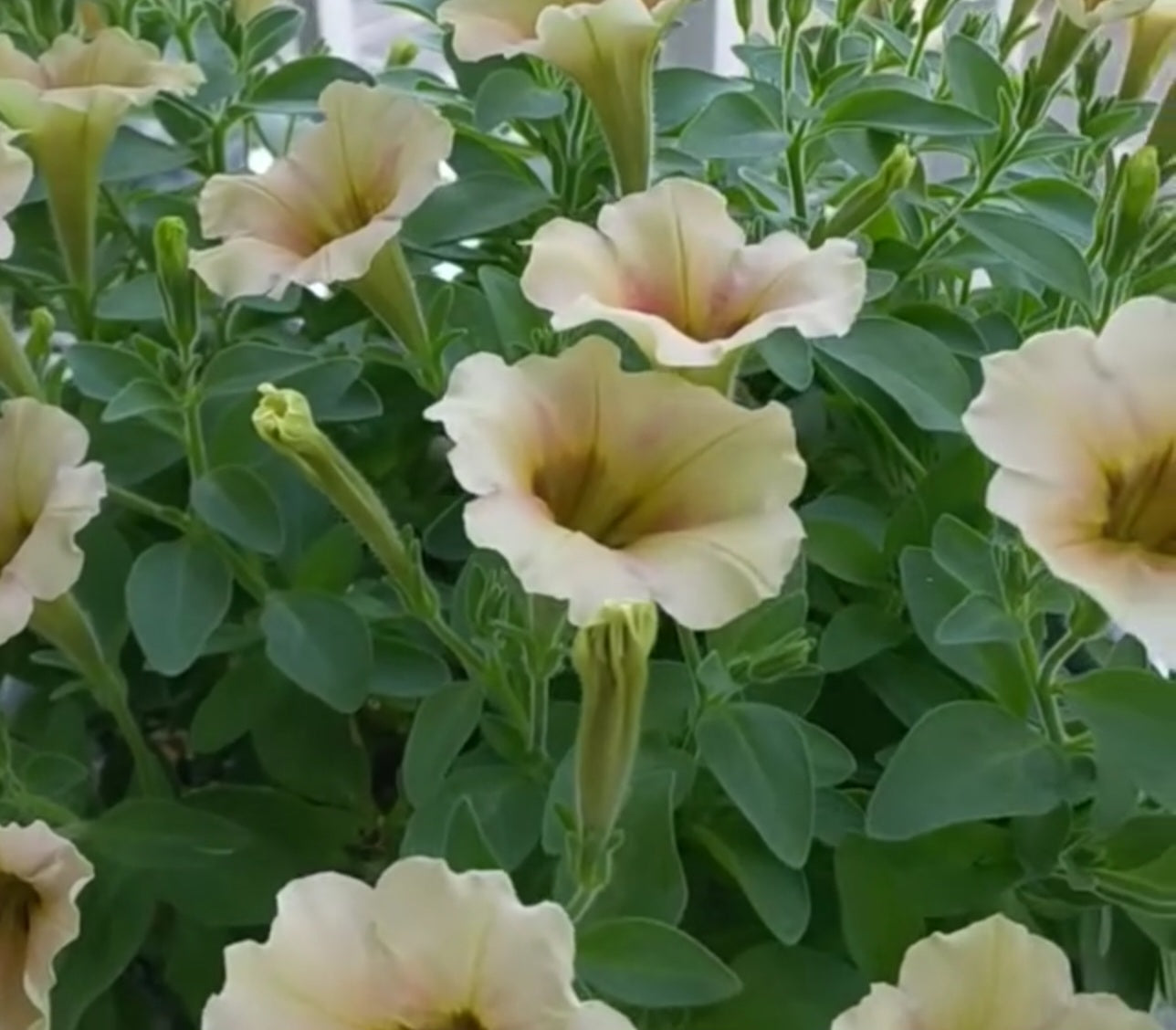 Petunia Rafaela 200 Seeds