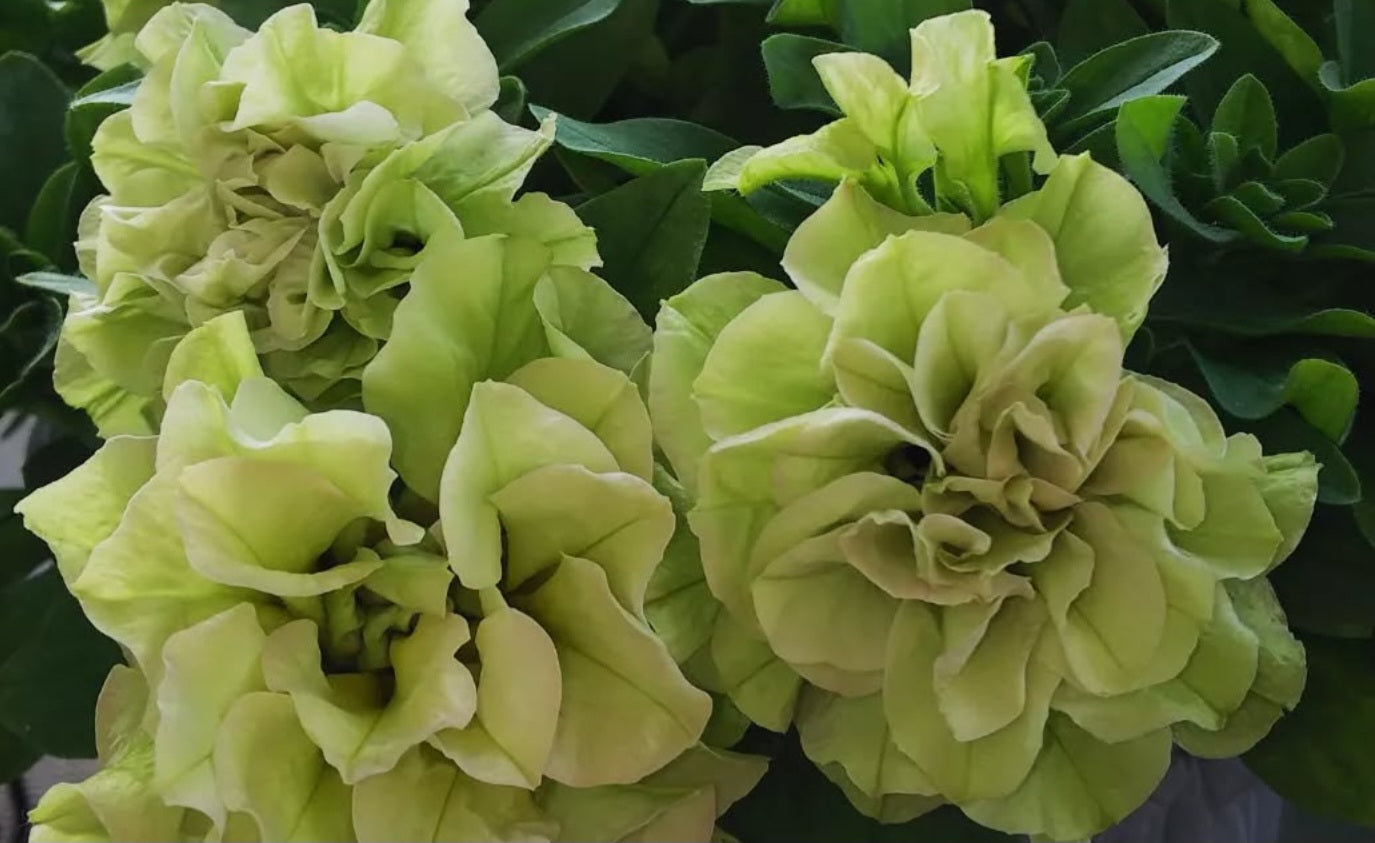 Petunia Toki 200 Seeds