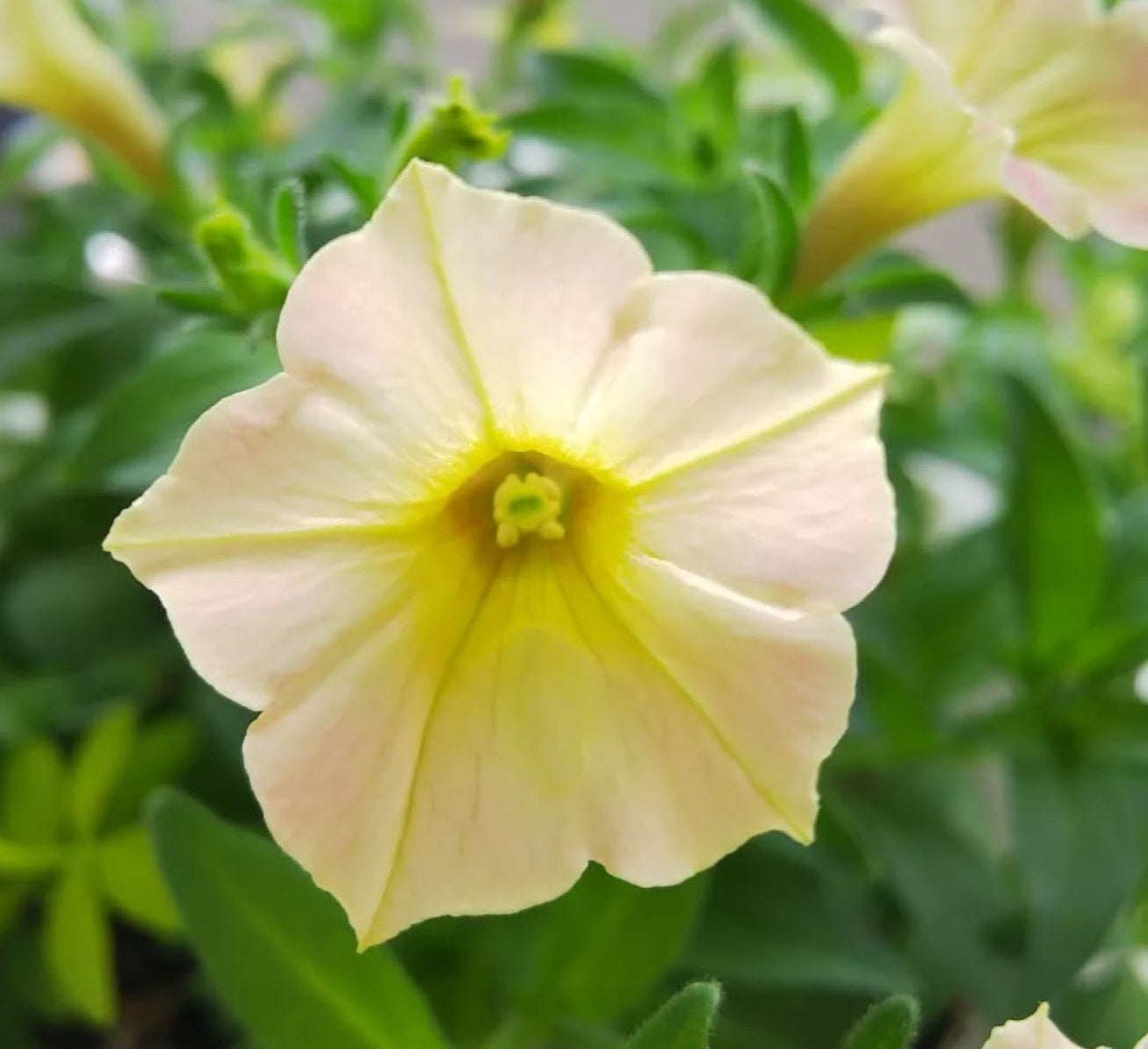 Petunia Love Jewelry 200 Seeds