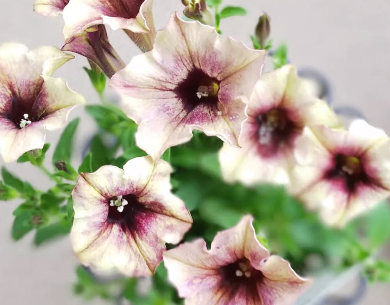 Petunia Ibiza 200 Seeds