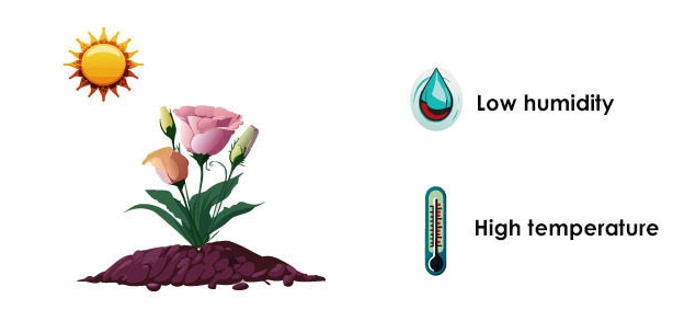 Lisianthus ( Eustoma ) Italia Series Adelmo 6 Seeds