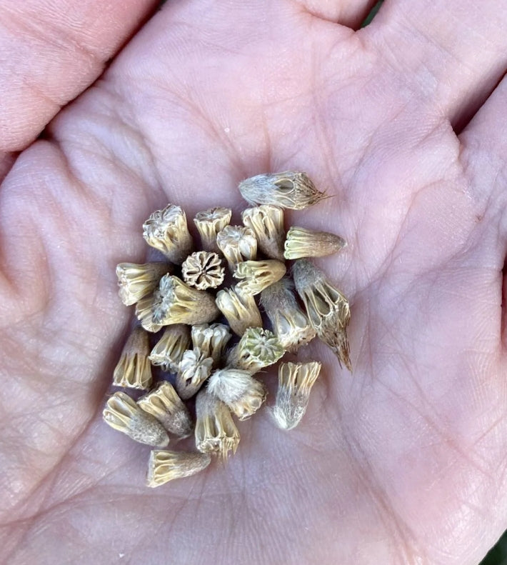 Scabiosa japonica Olympe 50 Seeds
