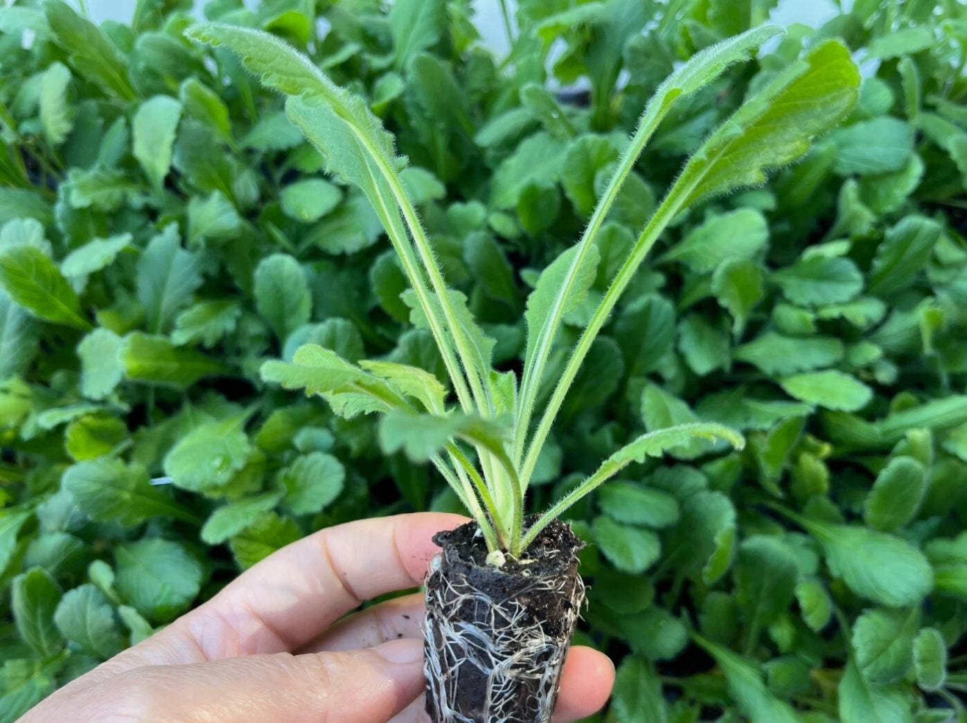 Scabiosa japonica Olympe 50 Seeds