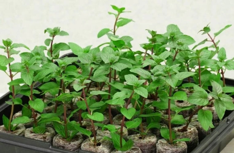 Calibrachoa ( Superbells ) Double Blue 15 Pellets