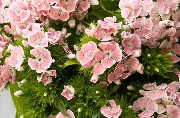 Dianthus superbus ’Kiwi polka ballet’ 100 Seeds