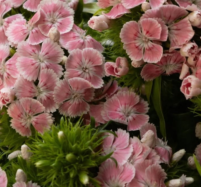Dianthus superbus ’Kiwi polka ballet’ 100 Seeds