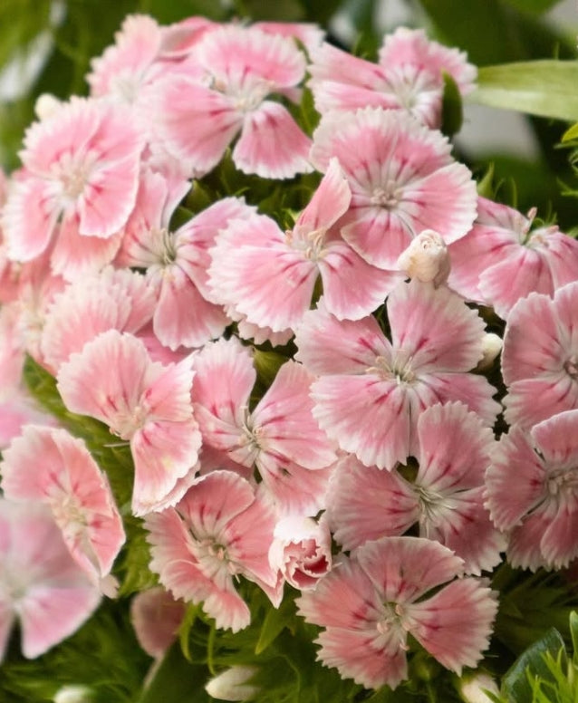 Dianthus superbus ’Kiwi polka ballet’ 100 Seeds