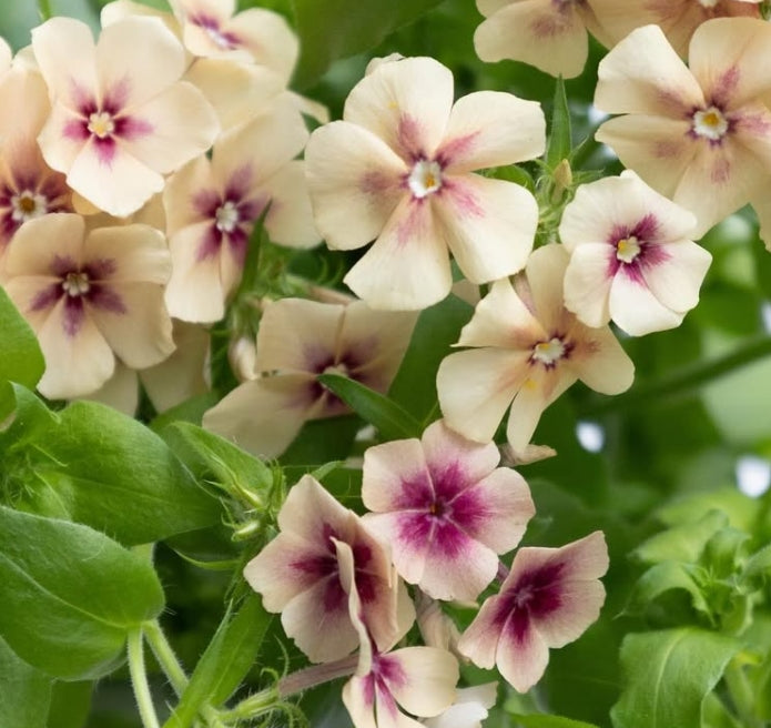Phlox drummondii ’Cherry caramel’ 100 Seeds