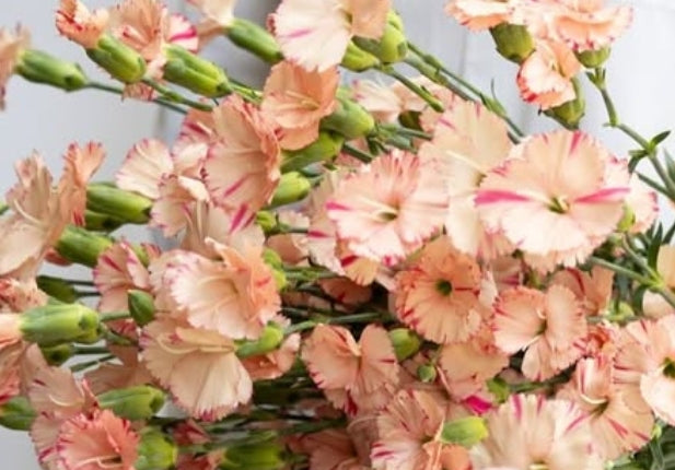 Dianthus ’Orange stripe’ 100 Seeds
