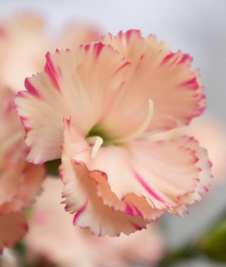 Dianthus ’Orange stripe’ 100 Seeds