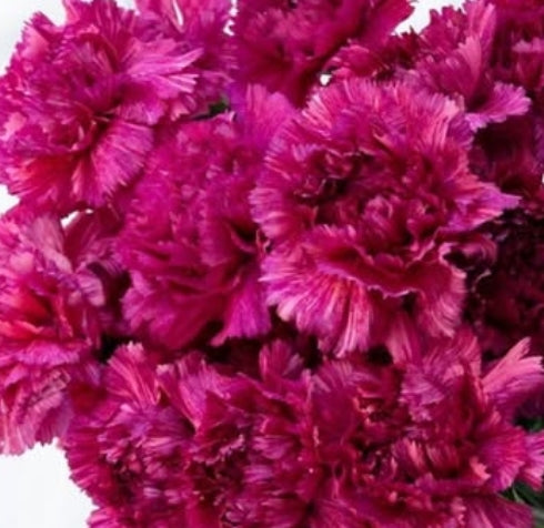 Dianthus caryophyllus ’Yukari purple mist’ 100 Seeds