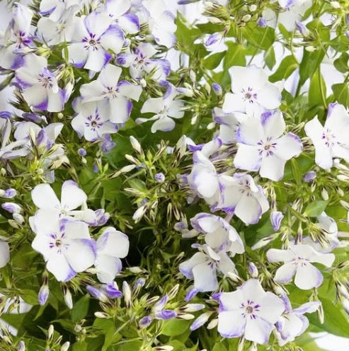 Phlox ‘Blue Flame’ 50 Seeds