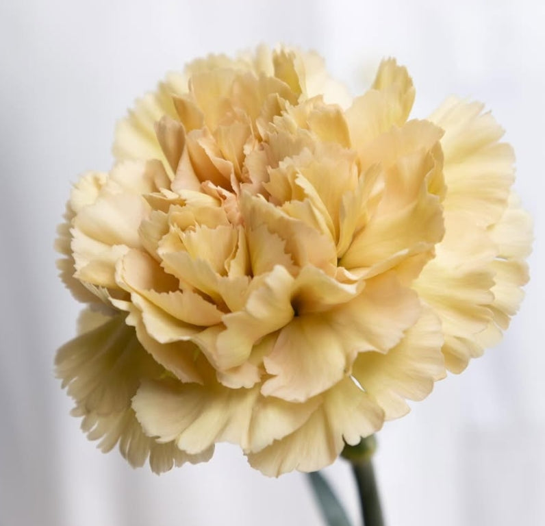 Dianthus caryophyllus ‘Cappuccino’ 100 Seeds