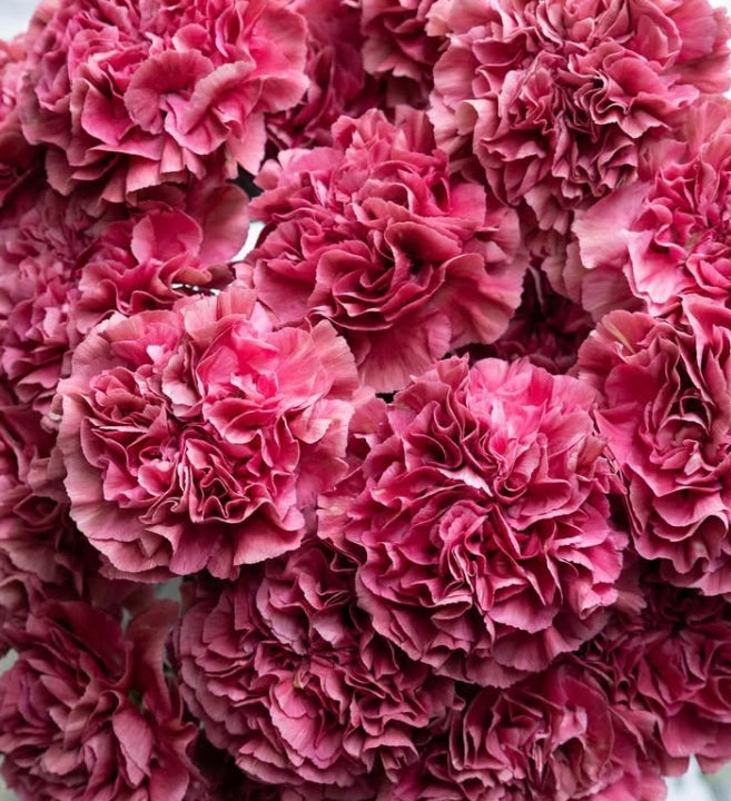 Dianthus caryophyllus ‘Miss Deep’ 100 Seeds