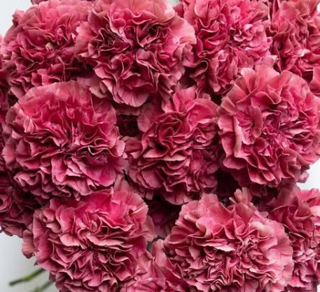Dianthus caryophyllus ‘Miss Deep’ 100 Seeds