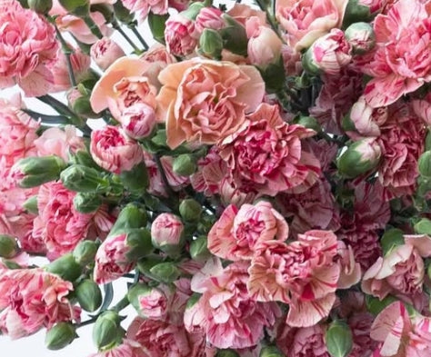 Dianthus caryophyllus ‘Ms.prudence’ 100 Seeds