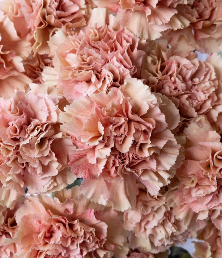 Dianthus caryophyllus 'Crete' 100 Seeds