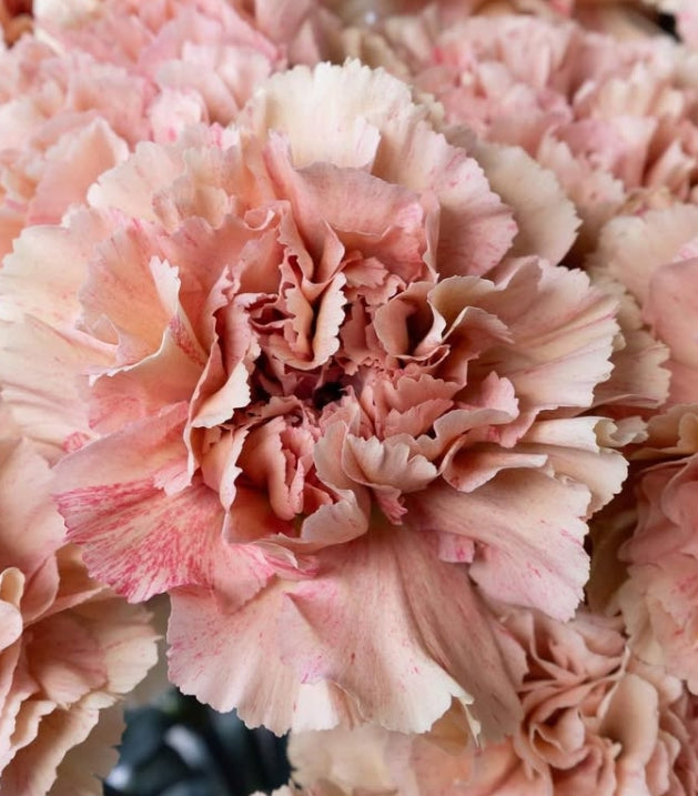 Dianthus caryophyllus 'Crete' 100 Seeds