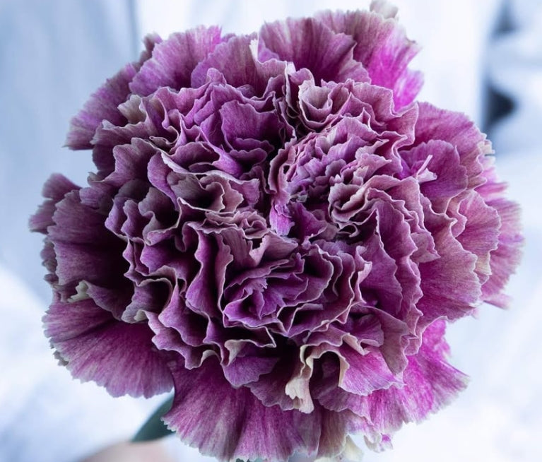 Dianthus caryophyllus 'Drape' 100 Seeds