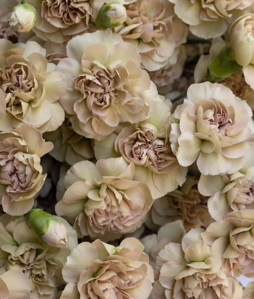 Dianthus caryophyllus 'Affogato' 100 Seeds