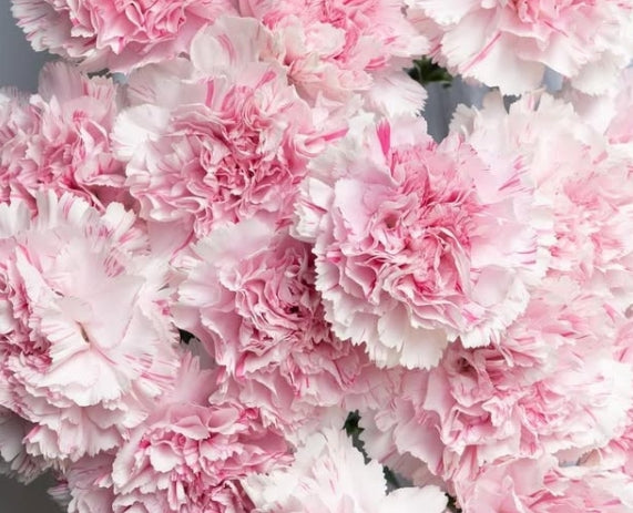 Dianthus caryophyllus 'Yukari dress cherry' 100 Seeds