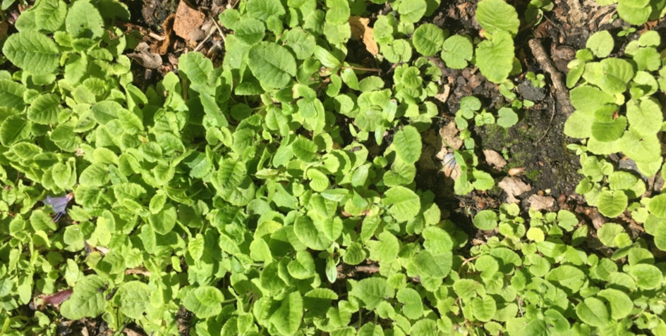 Primula auricula 'Dreamer' 50 Seeds