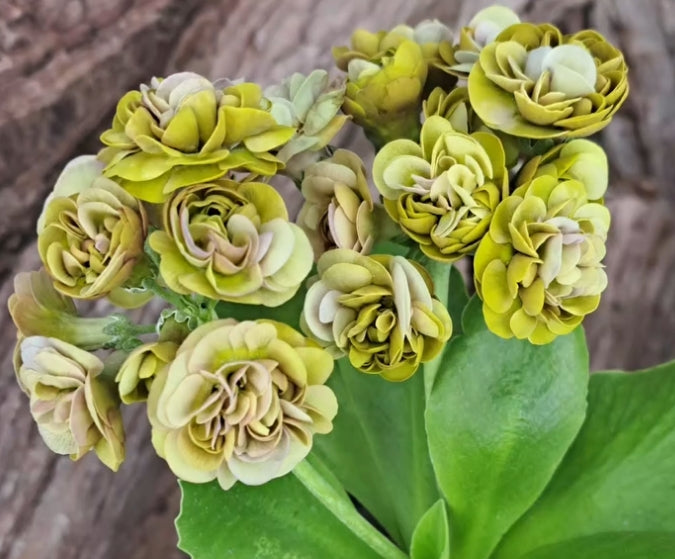 Primula auricula 'Bittern Beauty' 50 Seeds