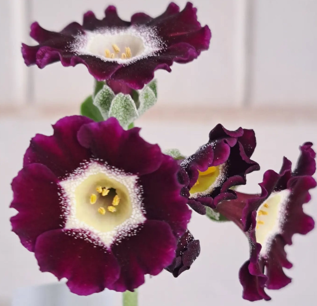Primula auricula 'Eden Alexander' 50 Seeds