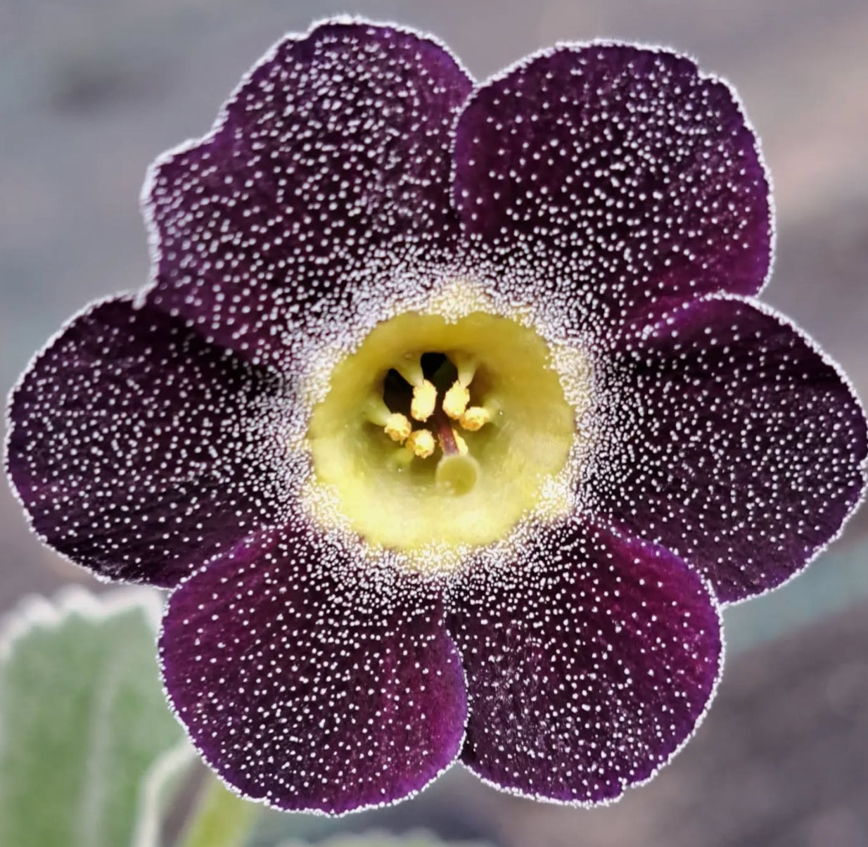 Primula auricula 'Starling' 50 Seeds