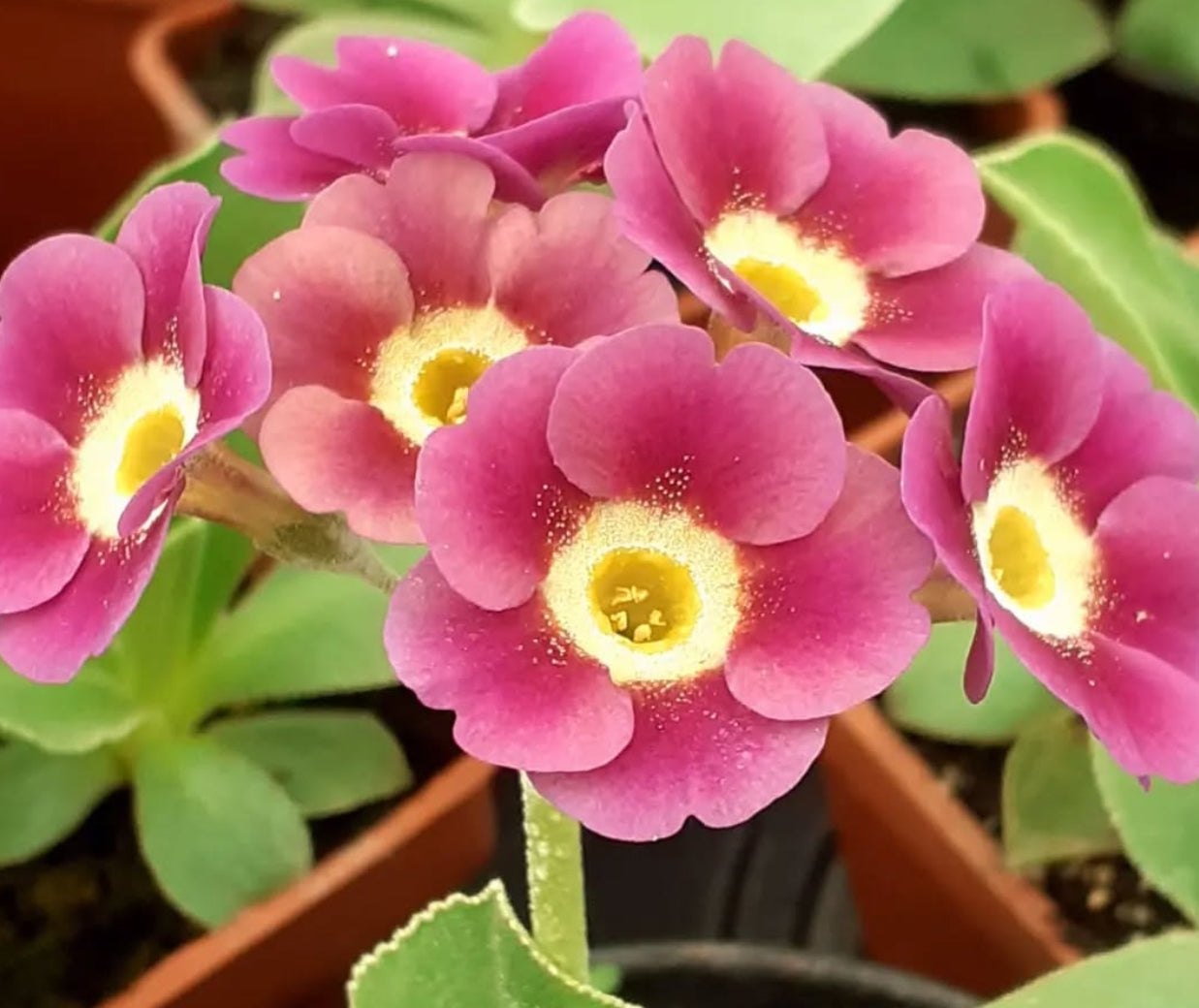Primula auricula 'Gracie Lou' 50 Seeds