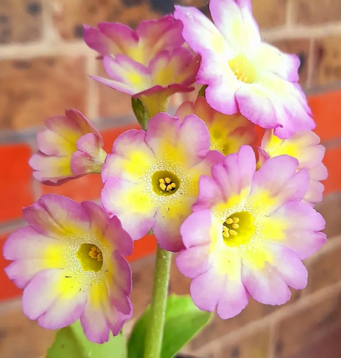 Primula auricula 'Joan Lockyer' 50 Seeds