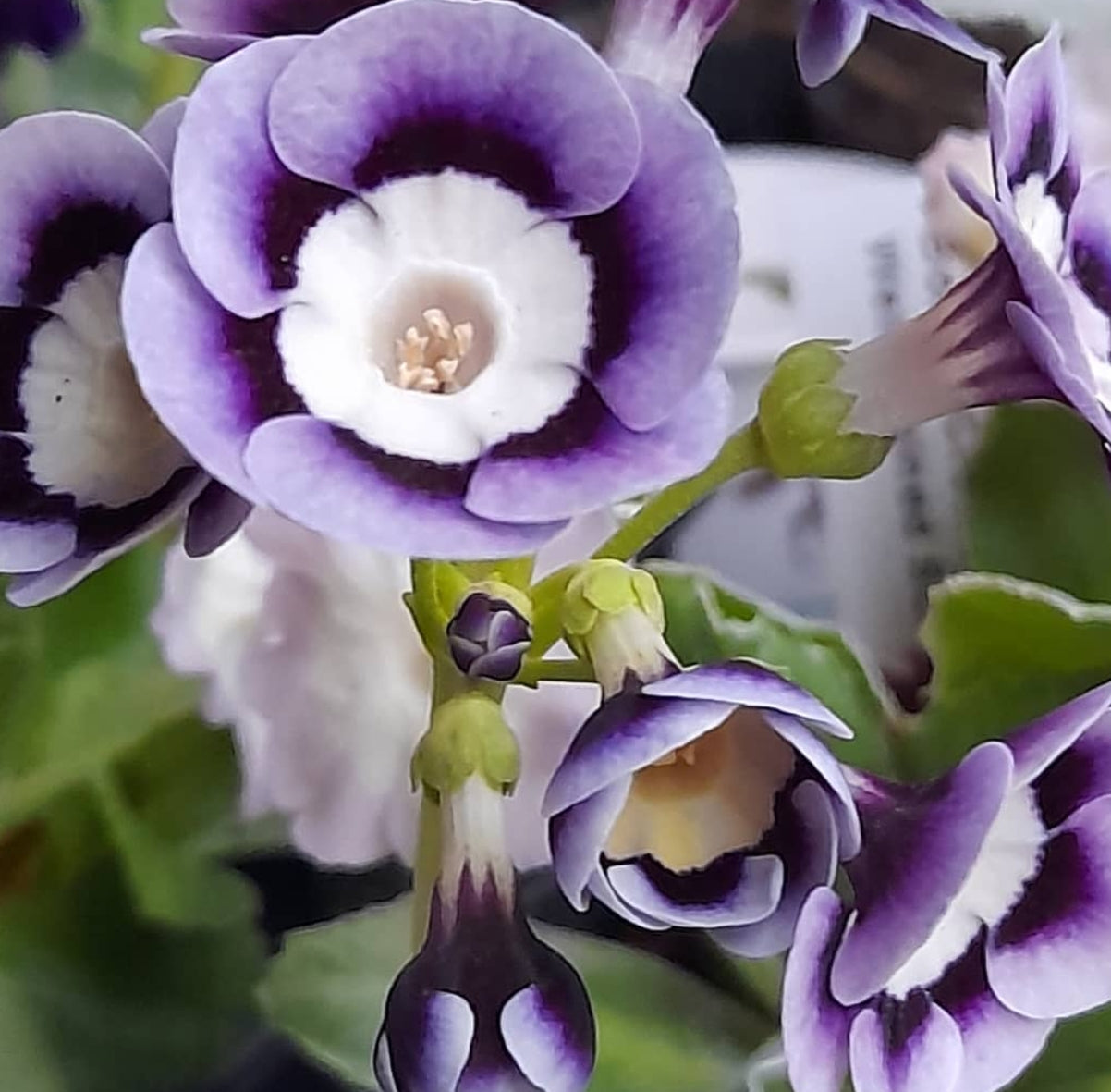 Primula auricula 'Victoria Parks' 50 Seeds