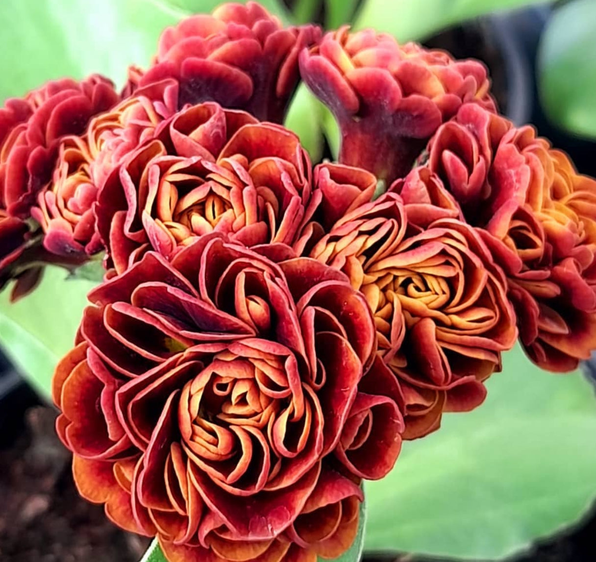 Primula auricula 'CHIQUITA' 50 Seeds